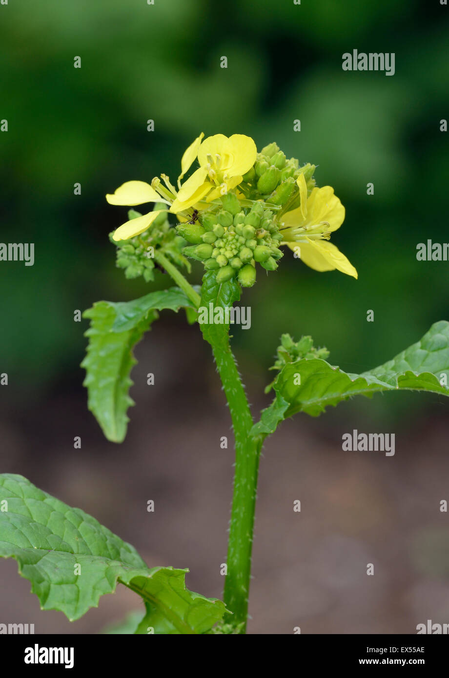 Schwarzer Senf - Brassica Nigra A Source of Senf Würze Stockfoto