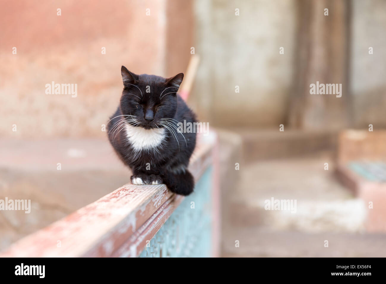 Schwarz / weiß Katze schläft auf einem Zaun Stockfoto