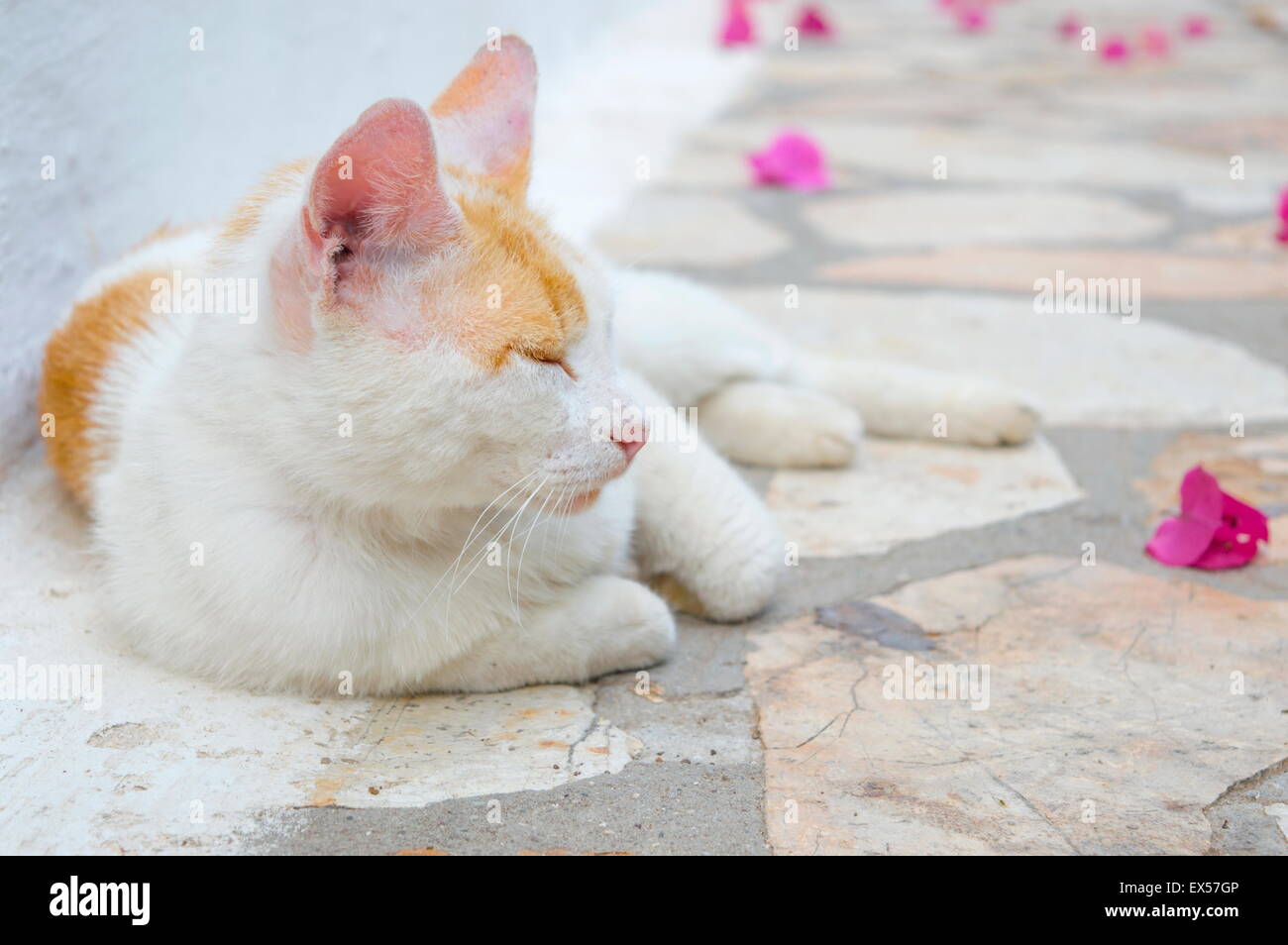 Katze liegend auf Betonboden bedeckt mit rosa Blüten Stockfoto