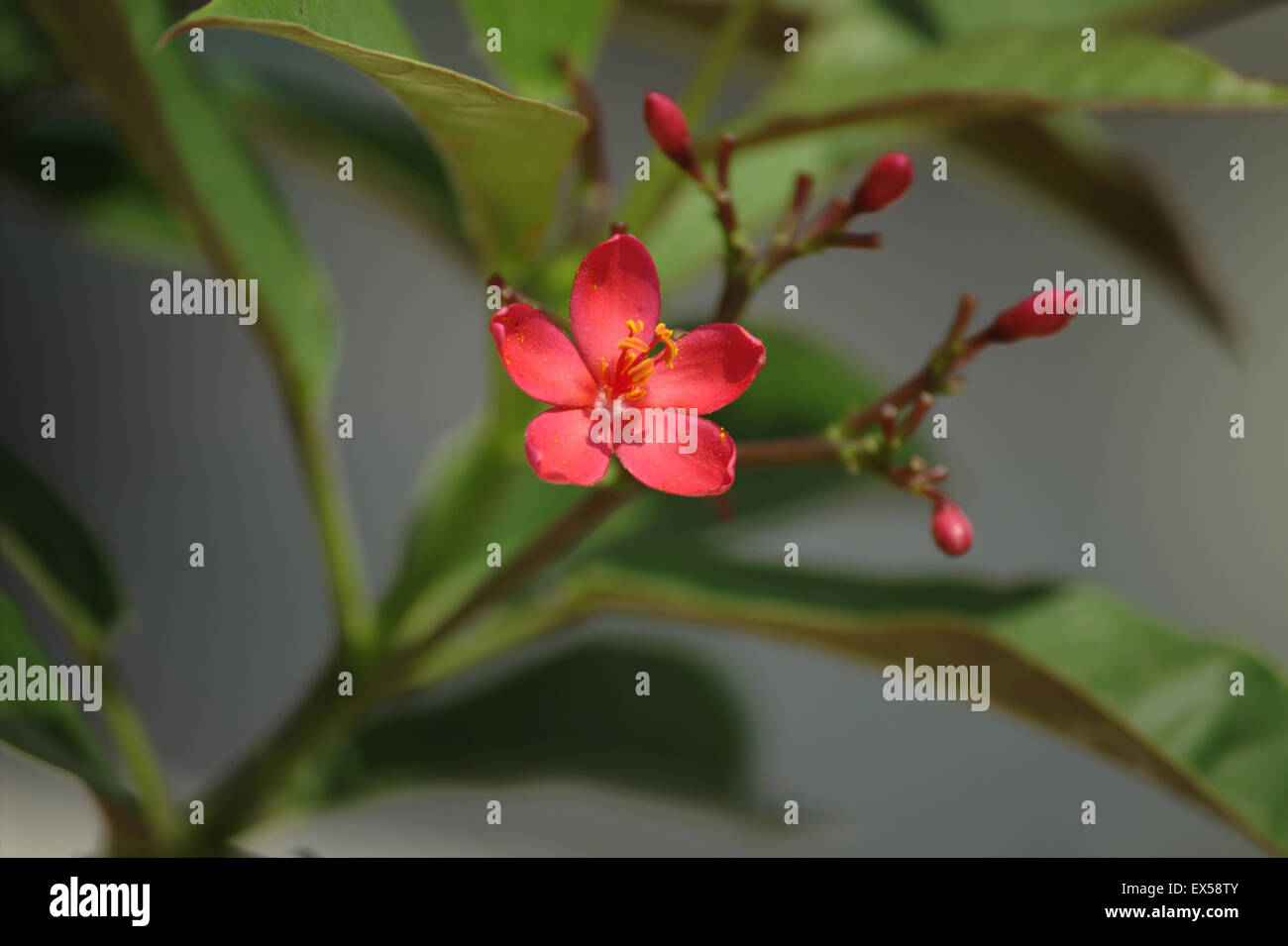 Rosa Blume Stockfoto