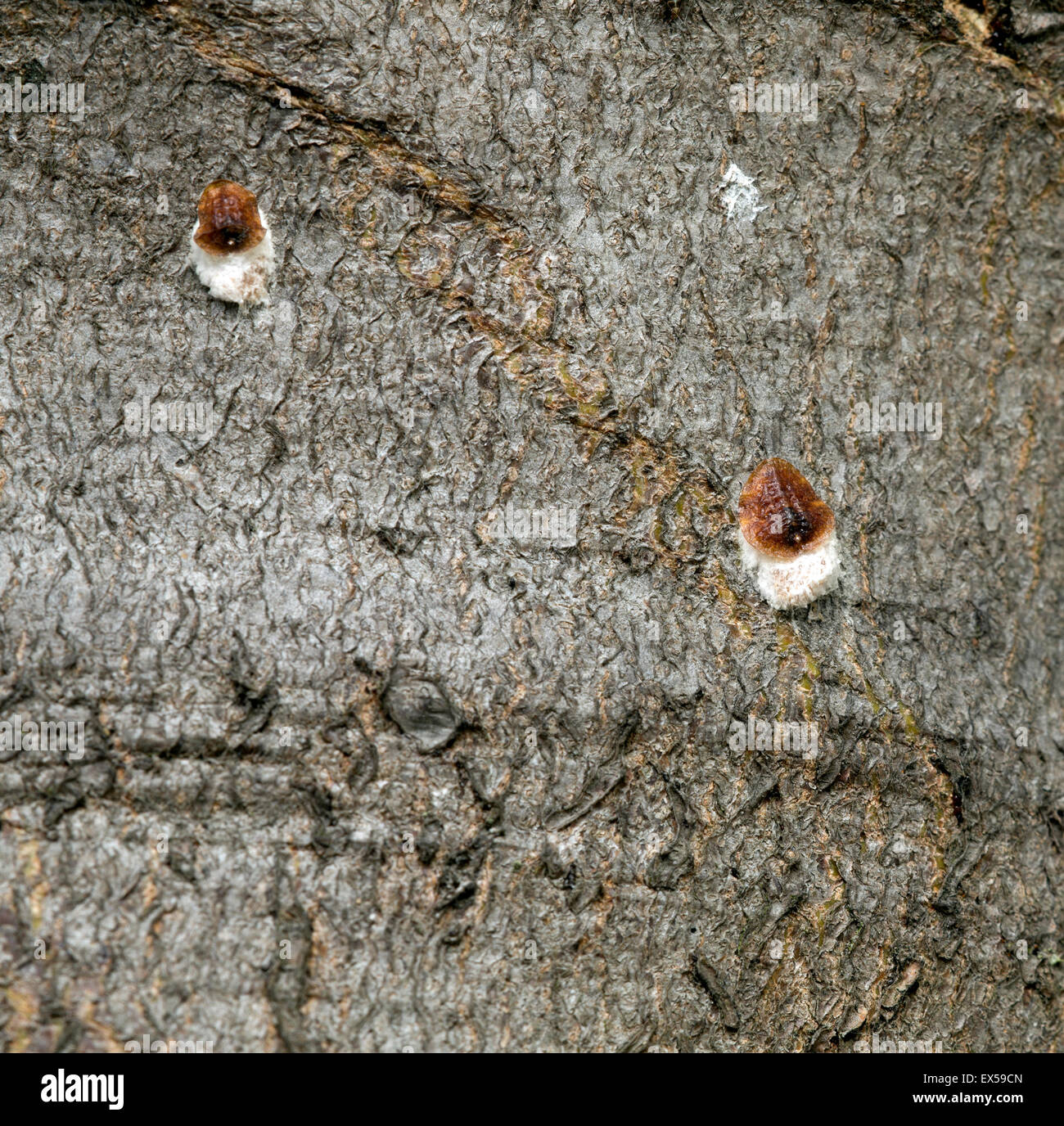 Pulvinaria Regalis. Rosskastanie Schildläuse auf Sycamore Baumstamm. Stockfoto