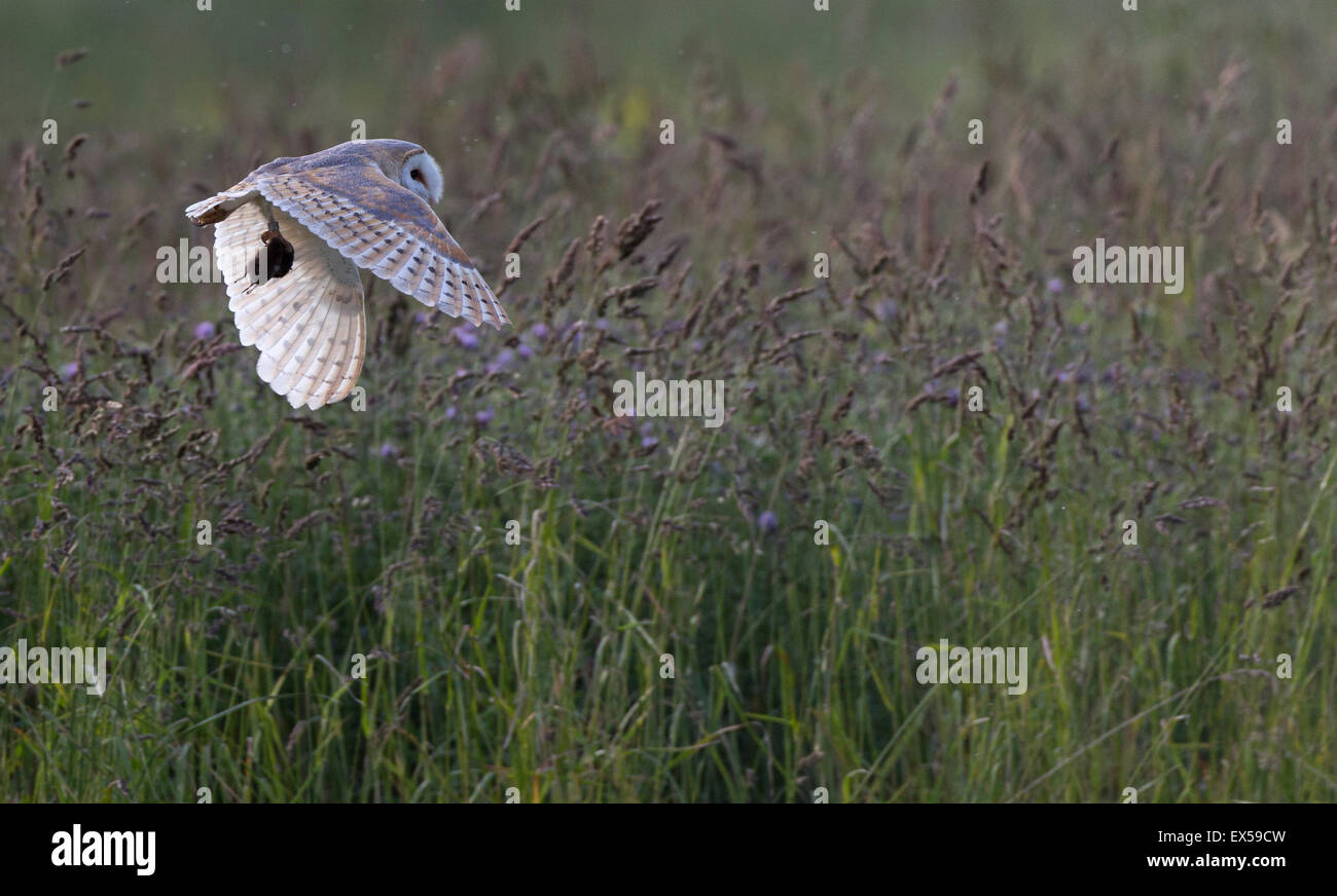 Schleiereule (Tyto Alba) im Flug mit Beute Stockfoto