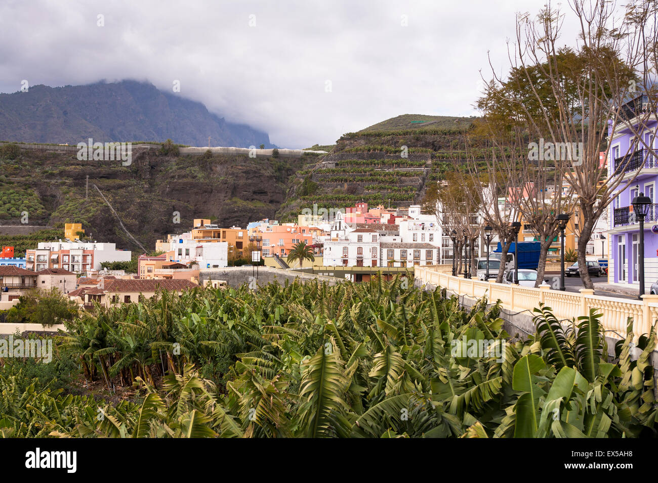 ESP, Spanien, Kanarische Inseln, Insel von La Palma in Tazacorte an der Westküste, Bananenplantage.  ESP, Spanien, Kanarische In Stockfoto