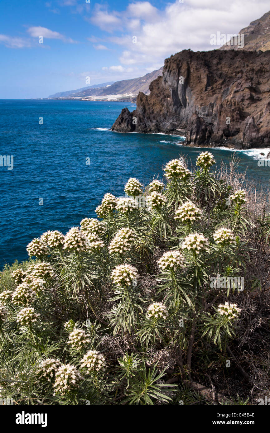 ESP, Spanien, Kanarische Inseln, Insel La Palma, der Westküste bei Punta Banco nördlich von Las Indias.  ESP, Spanien, Kanarische Stockfoto