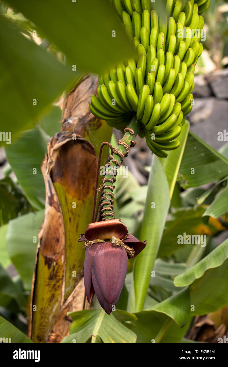 ESP, Spanien, die Kanaren Insel La Palma, Banane Pflanze mit Blüten in der Nähe von Las Indias.  ESP, Spanien, Kanarische Inseln, Stockfoto