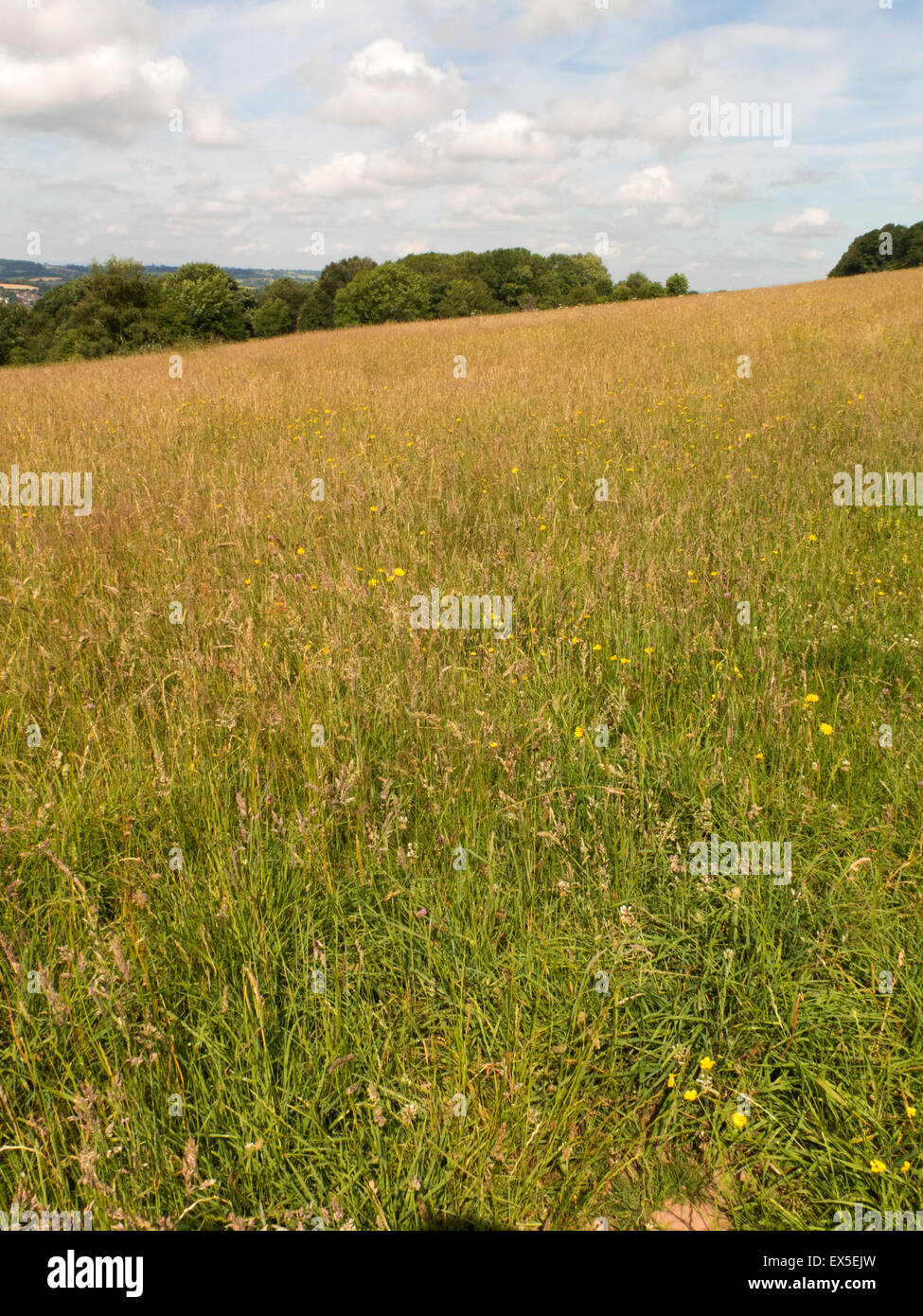 Grünland Bromyard Downs Herefordshire UK Stockfoto