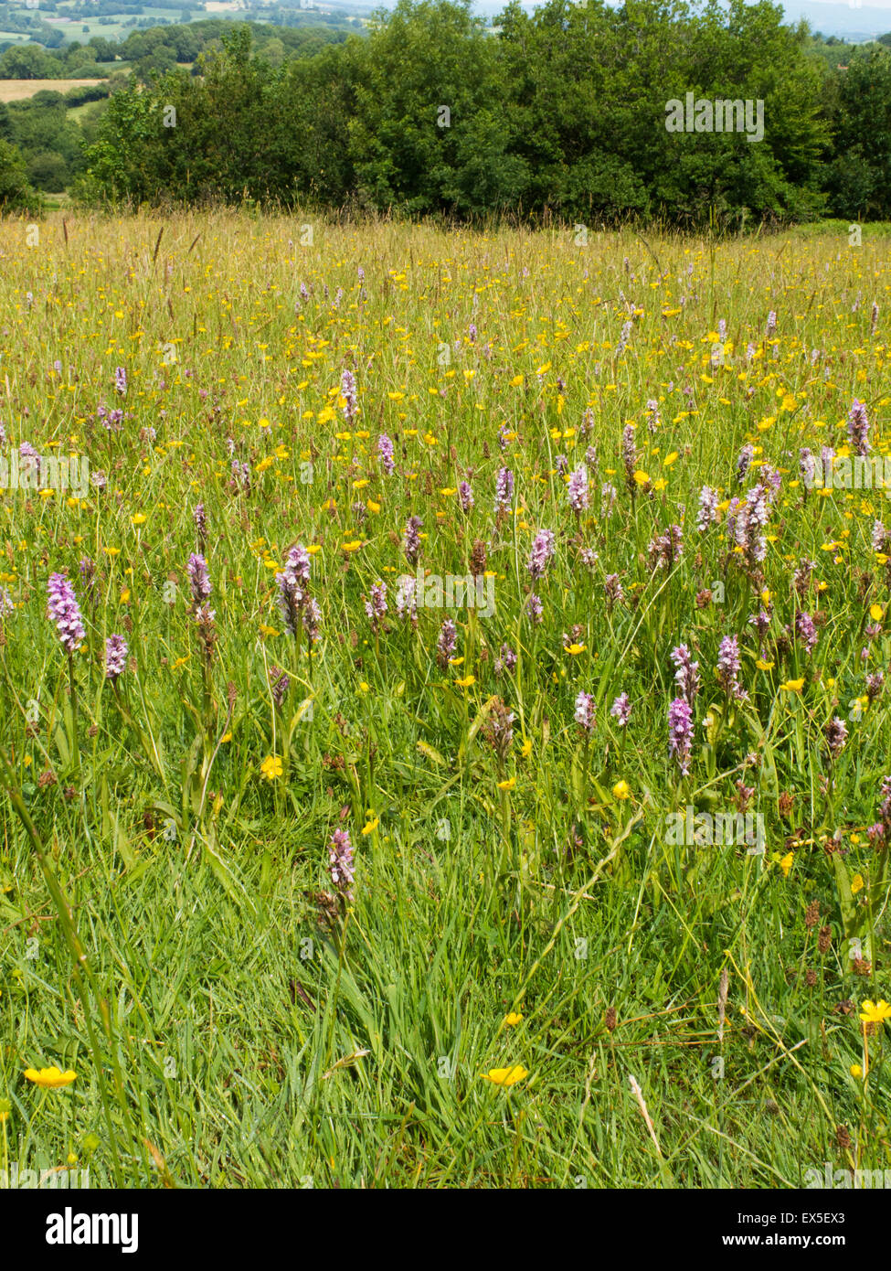 Gemeinsamen entdeckt Orchideen wachsen auf Bromyard Downs Herefordshire UK Stockfoto