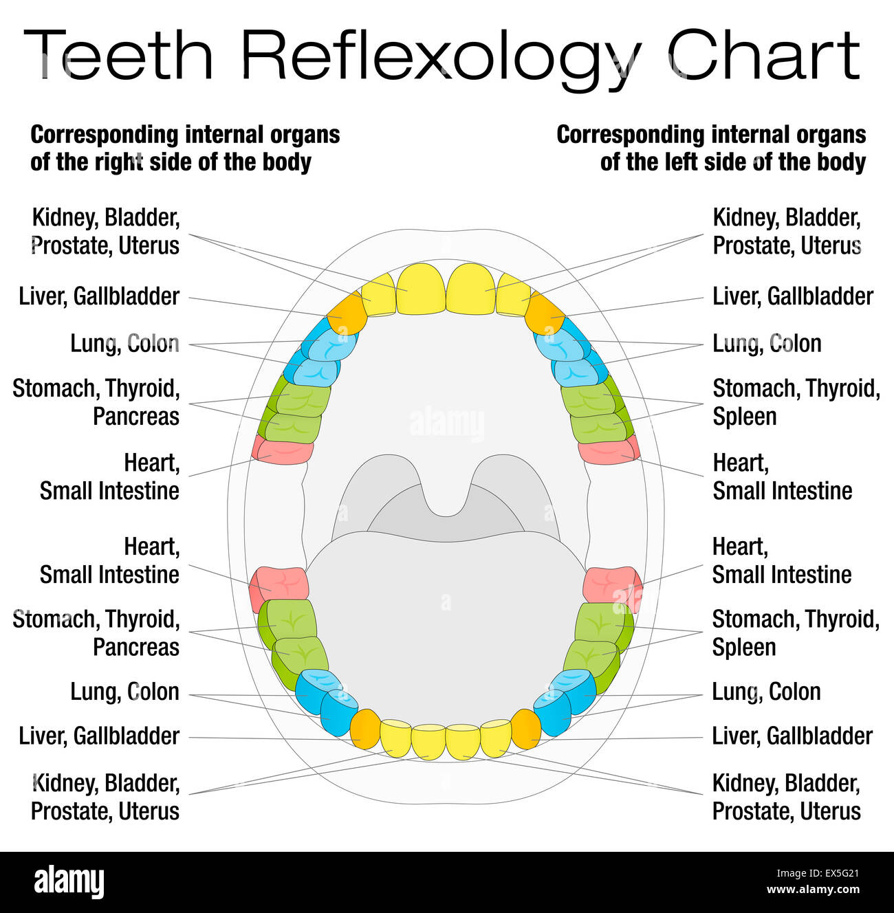 Zähne Reflexzonenmassage Chart - bleibende Zähne und ihre entsprechenden inneren Organe. Stockfoto