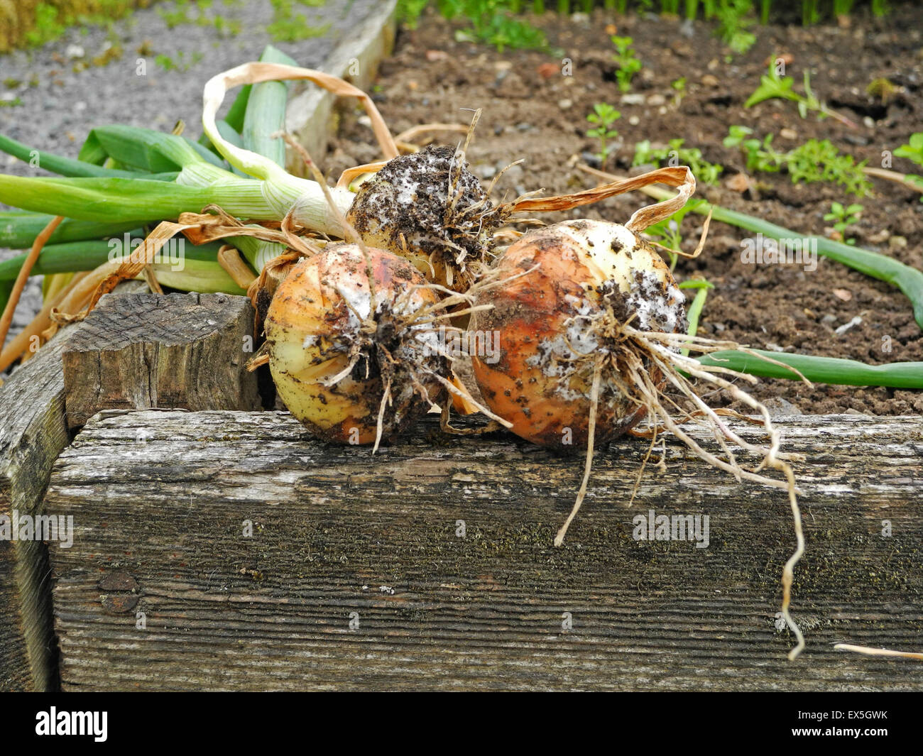 Weißfäule ist eine ernsthafte Erkrankung des Alliums, vor allem Birne Zwiebeln, Knoblauch und Lauch, verursacht durch bodenbürtige Pilz Sklerotium Cepivorum, die im Boden jahrelang anhalten kann. Suchen Sie nach Symptome von Hochsommer bis Frühherbst. Stockfoto