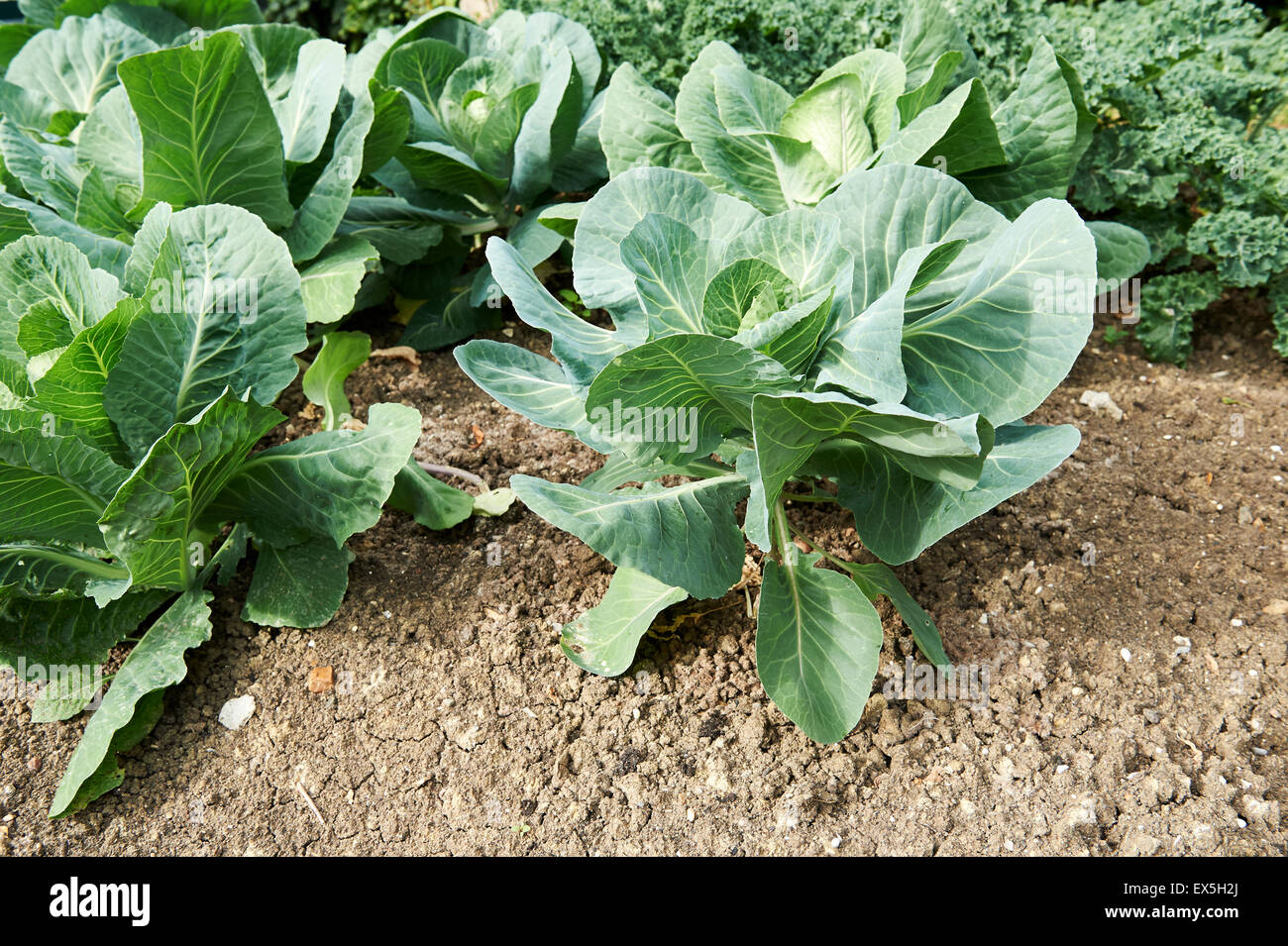 Kohl Pflanzen wachsen in einem Gemüsegarten. Stockfoto