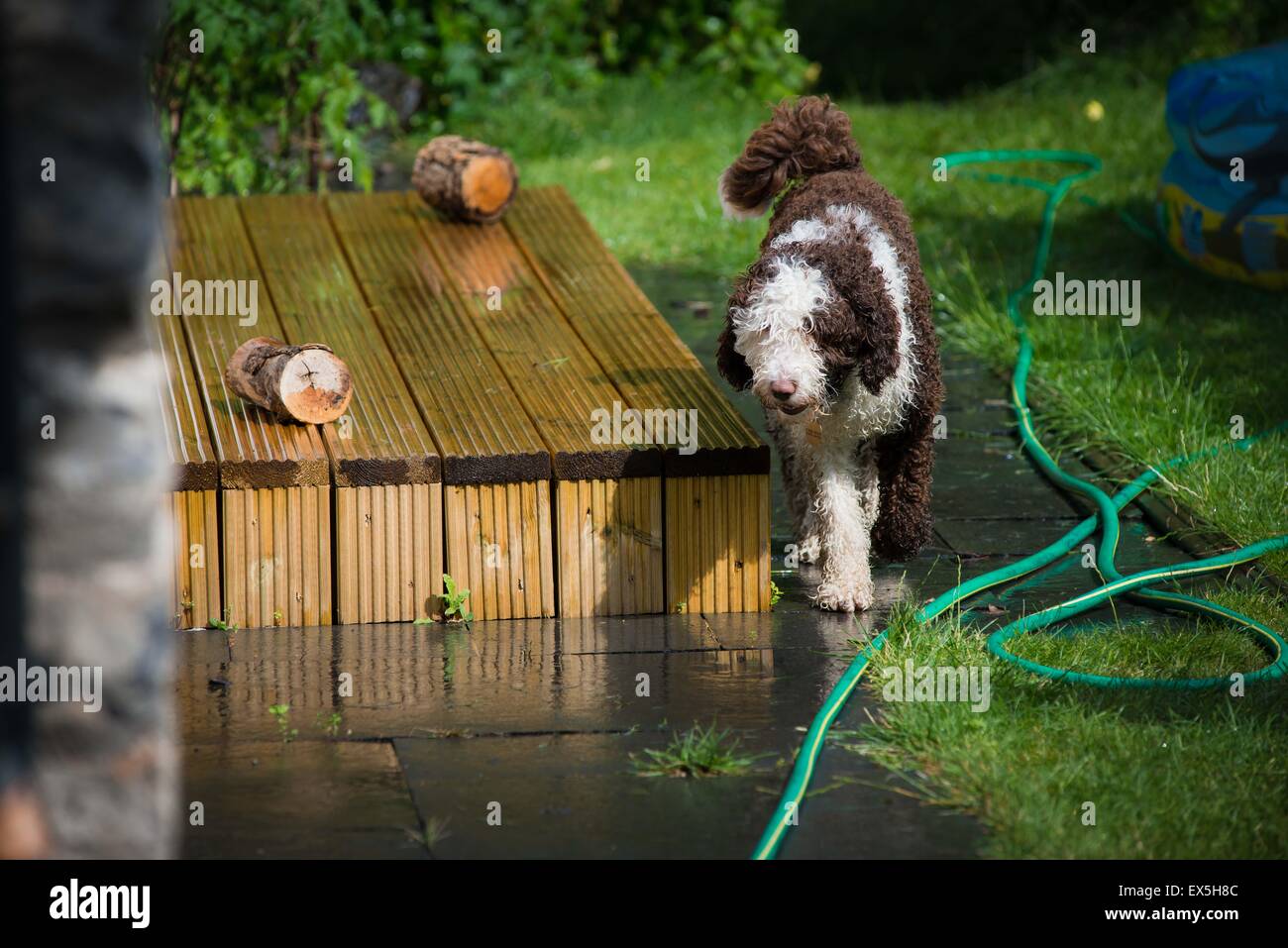 Spanischer Wasserhund Welpen durch nassen Garten in der Sonne Stockfoto