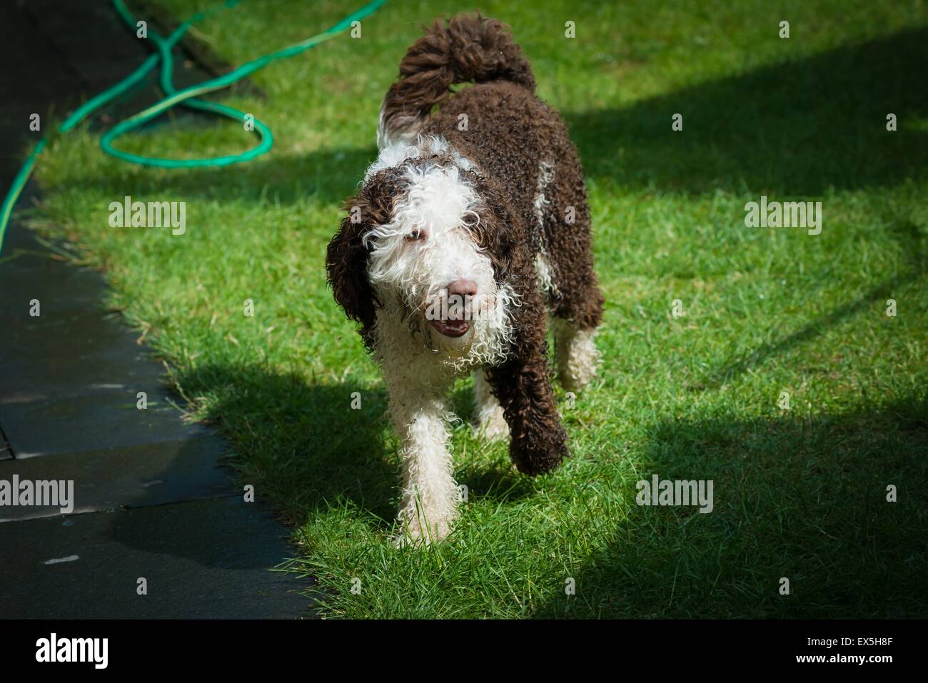 Spanischer Wasserhund Welpen zu Fuß durch den Garten im Sommer Stockfoto