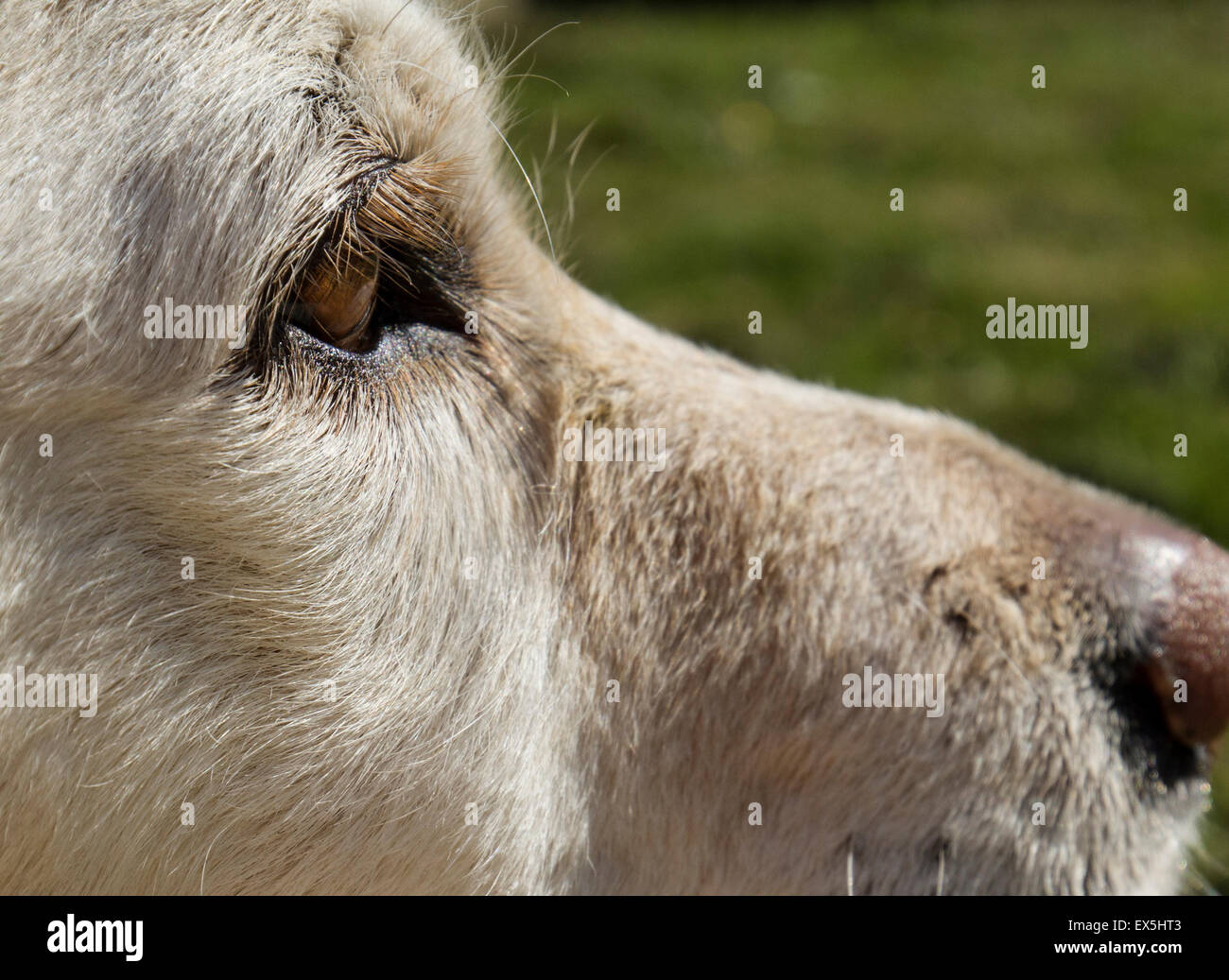 Haustier-Apportierhund Auge mit blonden Wimpern Stockfoto