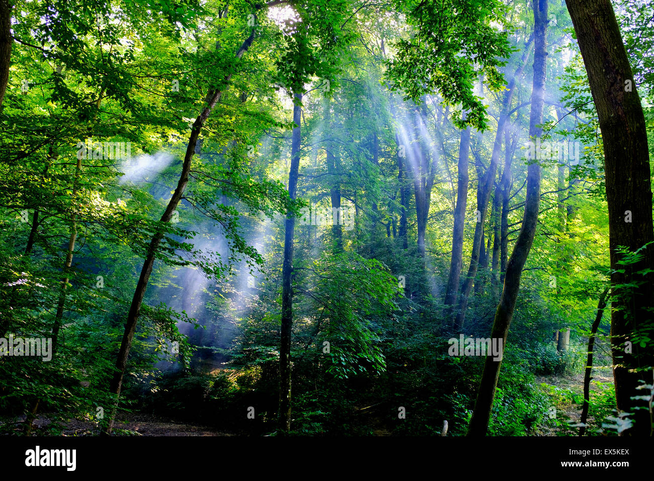 Allschwiler Wald, Basel, Schweiz Stockfoto