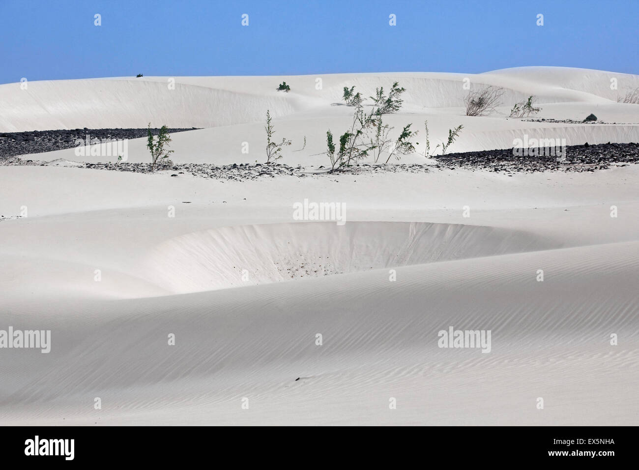 Sträucher wachsen in weißen Sanddünen auf der Insel Boa Vista, Kap Verde / Cabo Verde, Westafrika Stockfoto