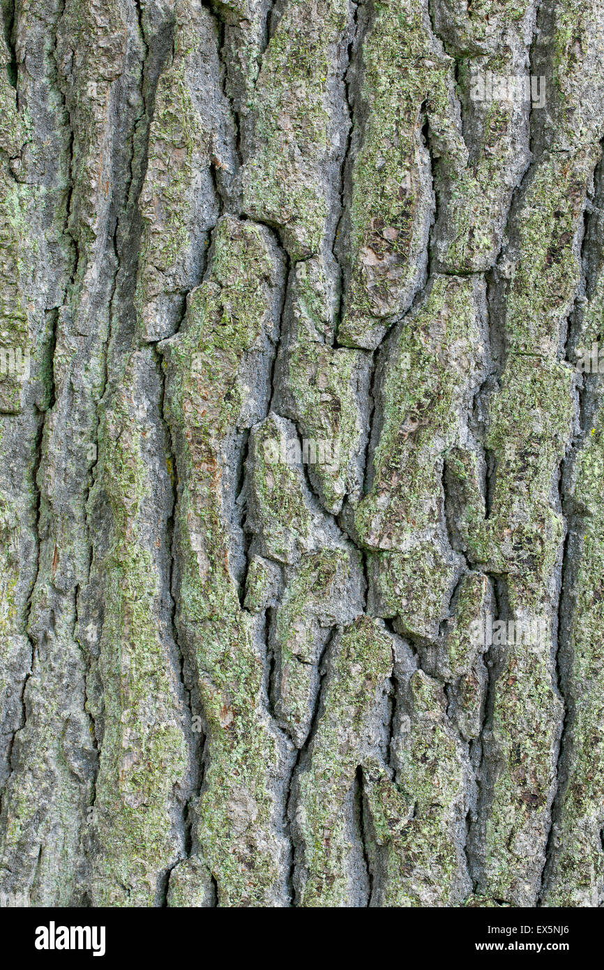 Rinde des englischen Eiche / pedunculate Eiche / französischer Eiche (Quercus Robur) schließen sich Stockfoto