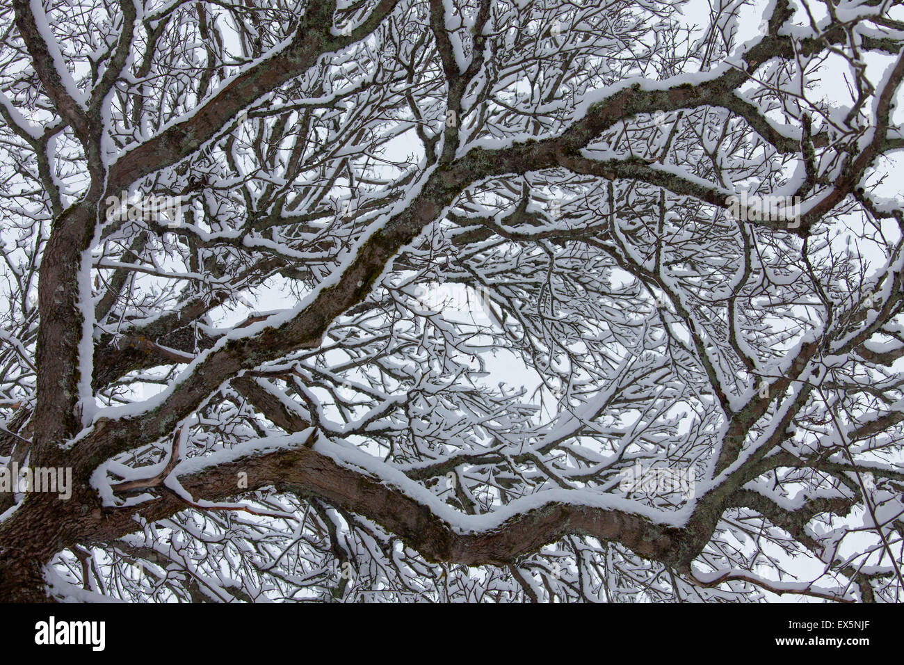 Englische Eiche / pedunculate Eiche / Französische Eiche (Quercus Robur) Äste und Zweige im Winter mit Schnee bedeckt Stockfoto