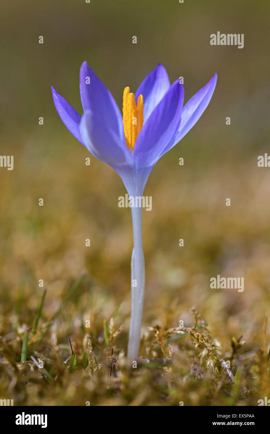 Frühlings-Krokus / Giant Krokus (Crocus Vernus Albiflorus) Blüte im Frühjahr Stockfoto