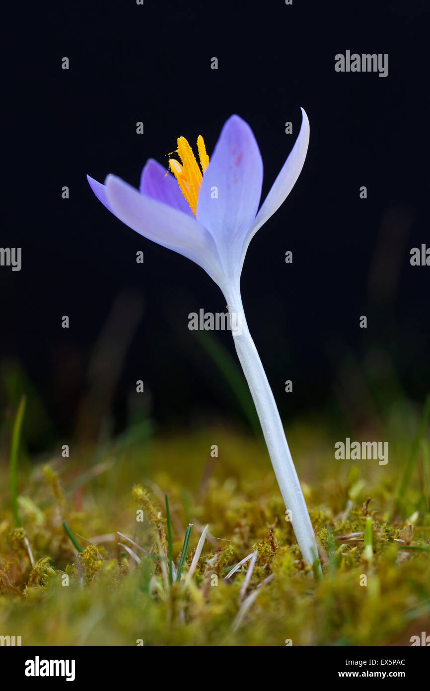 Frühlings-Krokus / Giant Krokus (Crocus Vernus Albiflorus) Blüte im Frühjahr Stockfoto