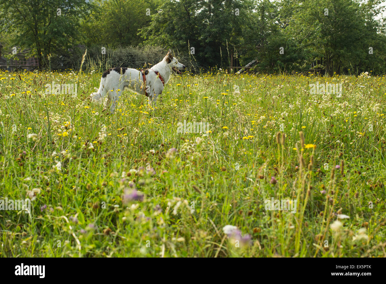 Schwarz / weiß-Hund in den Park in einem heißen sonnigen Tag. Stockfoto