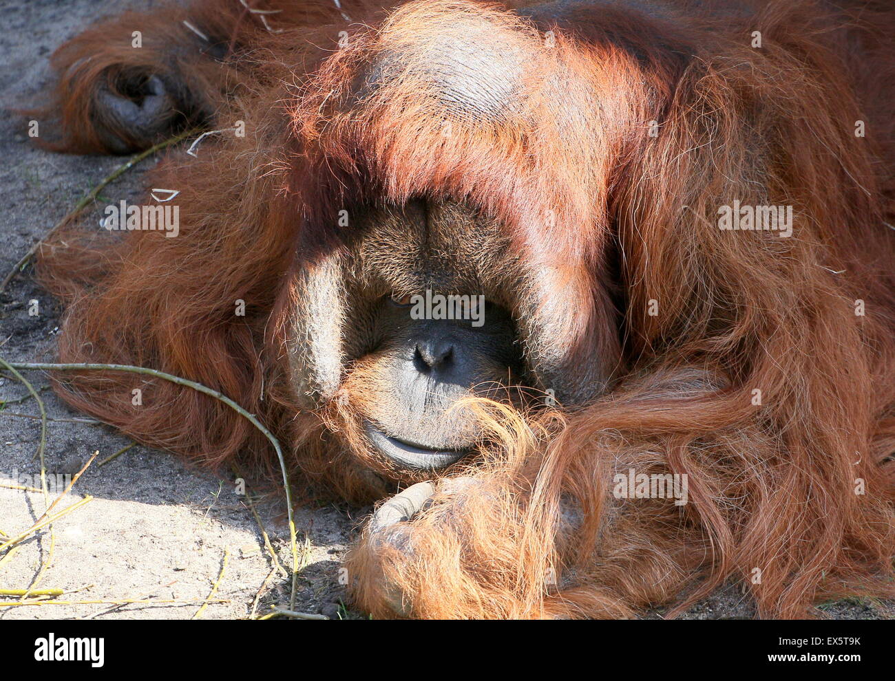 Ältere männliche Bornean Orang-Utans (Pongo Pygmaeus) faul auf dem Boden liegend Stockfoto