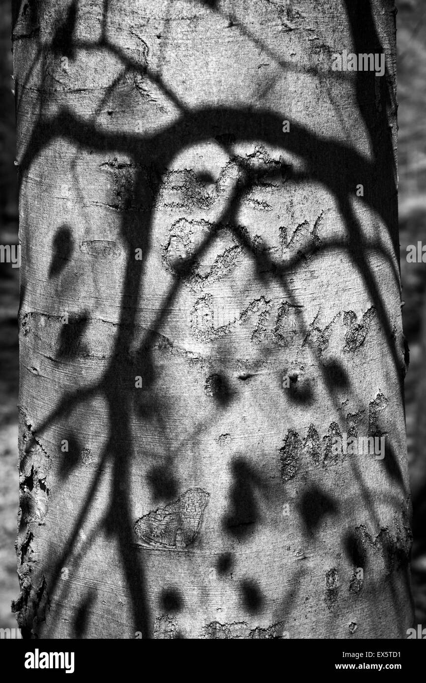 Schwarz / weiß Foto des gefleckten Flügel Schatten auf Buche im Frühjahr auf Cannock Chase AONB Stockfoto