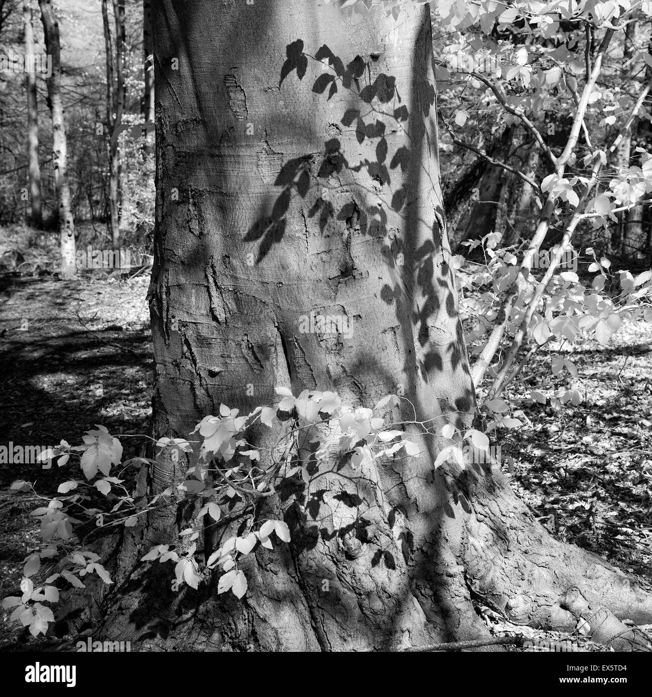 Schwarz / weiß Foto von Buche im gefleckten Schatten im Frühjahr auf Cannock Chase AONB Stockfoto