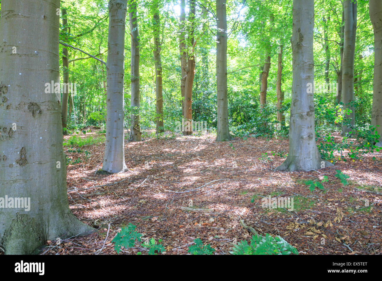 Einblick in Laubwald mit Sonnenlicht durch das Laub Stockfoto