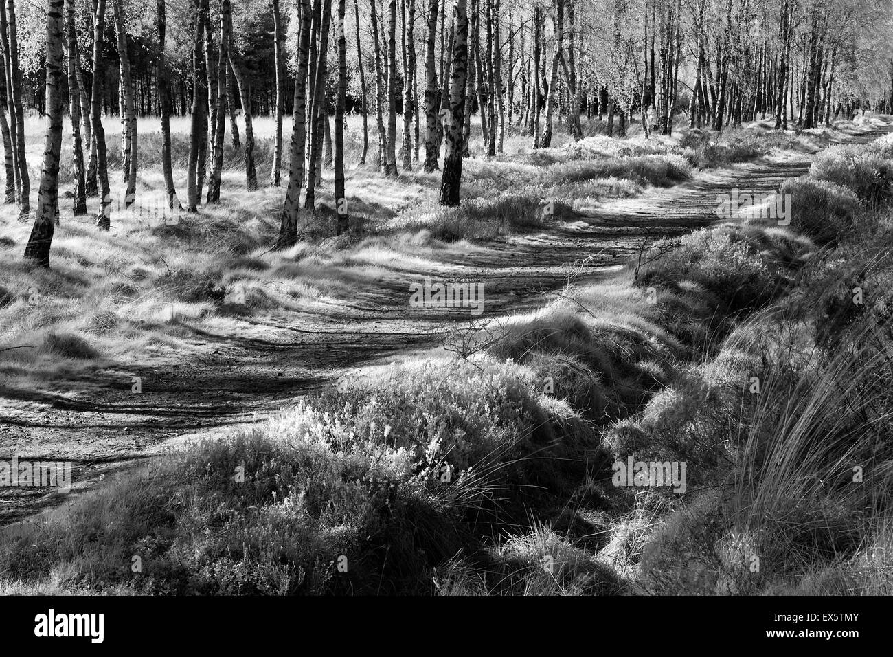 Schwarz / weiß Foto der Weg neben einer Thickett von Birken auf Cannock Chase AONB Area of Outstanding Natural Beauty Stockfoto