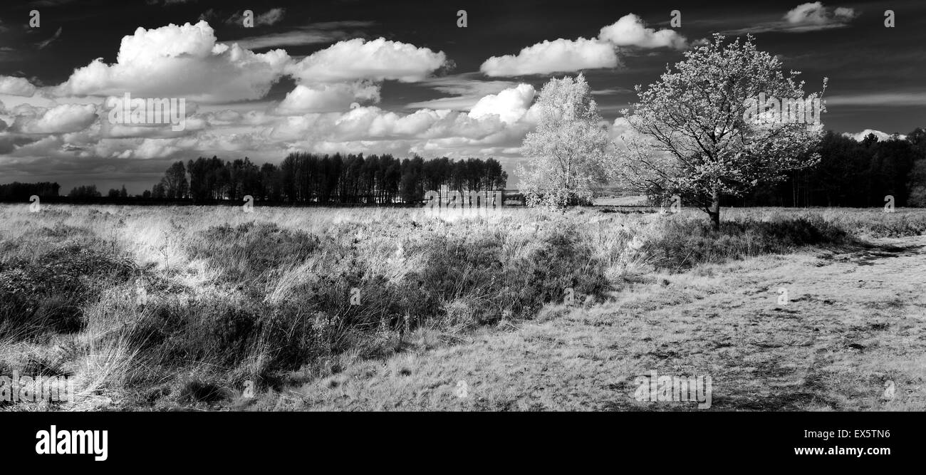 Schwarz / weiß Foto von Wolken Rennen über Heide von Cannock Chase AONB Area of Outstanding Natural Beauty Stockfoto