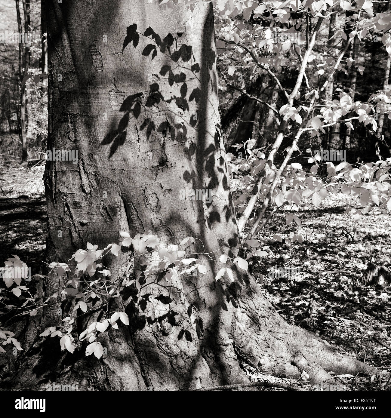 Schwarz / weiß Foto mit Buche in gefleckten Schatten der Neuaustrieb im Frühjahr Wald auf Cannock Chase AONB Bereich der Website Stockfoto