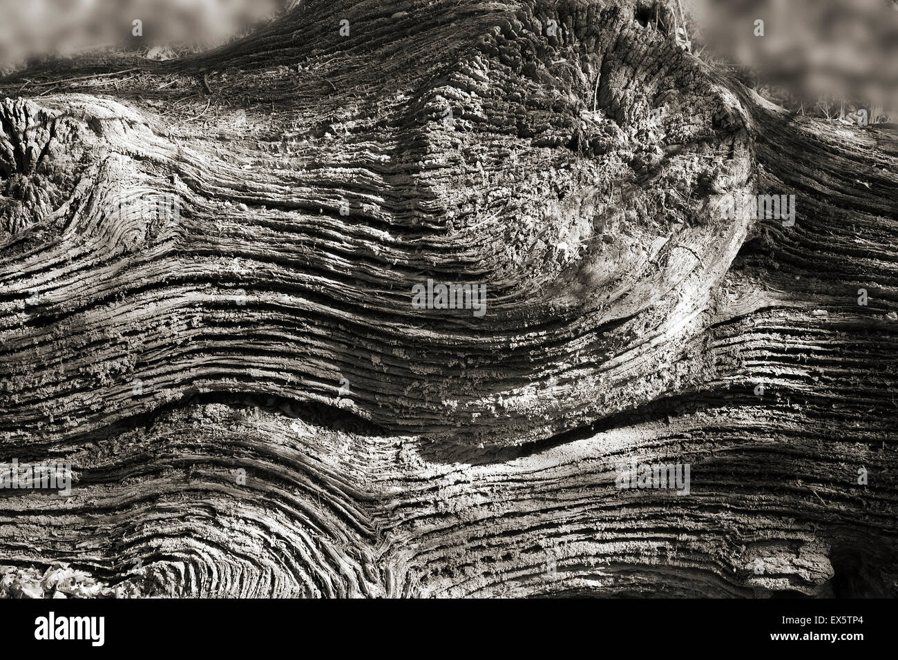 Schwarz / weiß Foto von tief zerklüfteten alten Eiche stumpf auf Cannock Chase AONB Naturen Muster erstellen Stockfoto