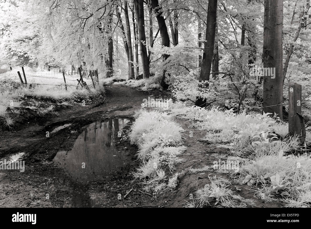 Schwarz / weiß Foto von Laubwald im Frühjahr in Shropshire Covert auf Cannock Chase AONB Stockfoto