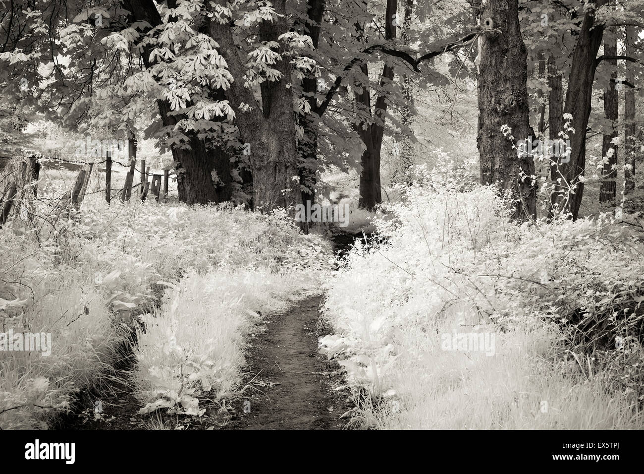 Schwarz / weiß Foto von Fußweg durch Laubwald im Frühjahr in Shropshire Covert auf Cannock Chase AONB Stockfoto