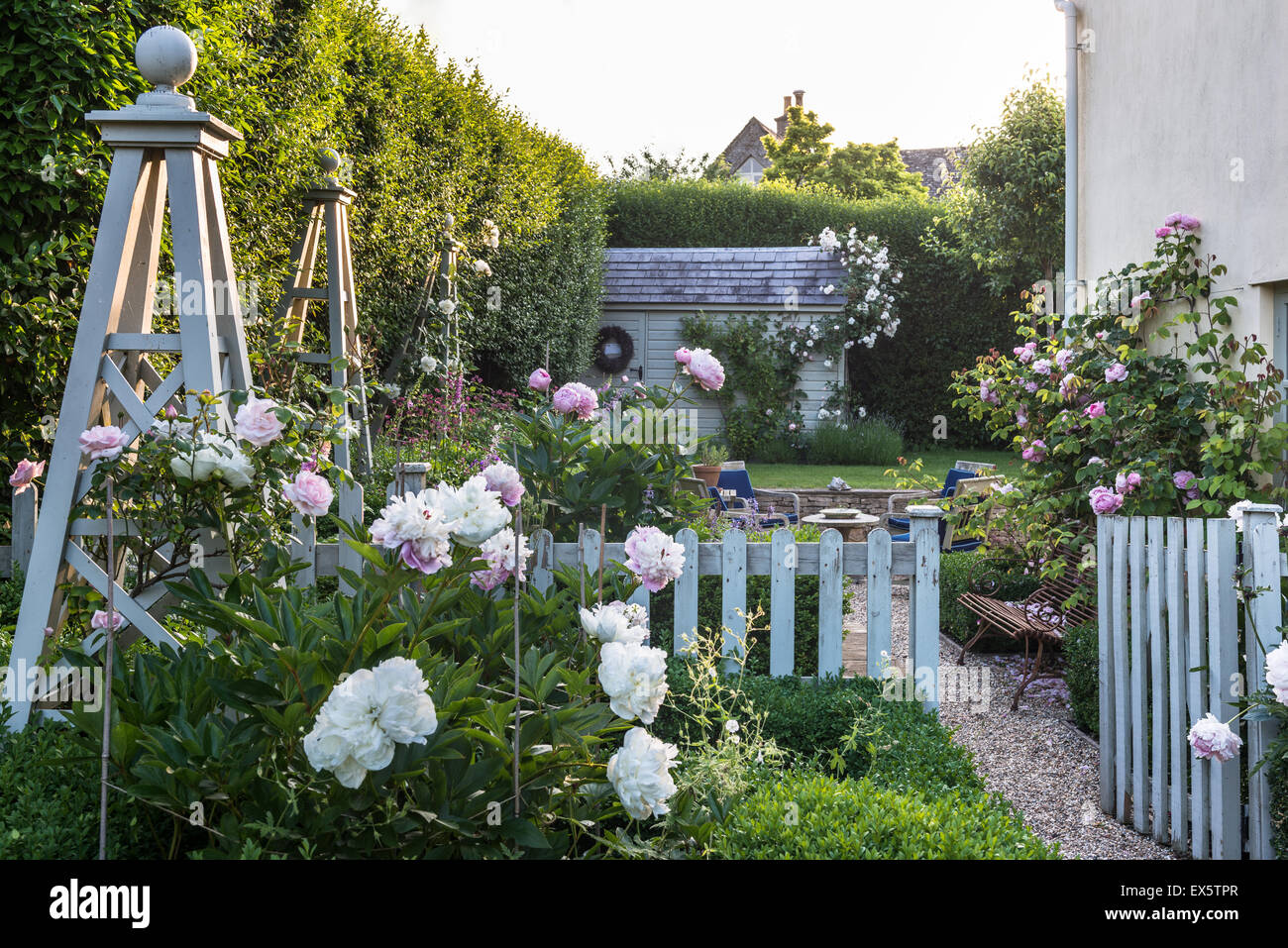 Absicherung im Bauerngarten Pfingstrosen und box Stockfoto