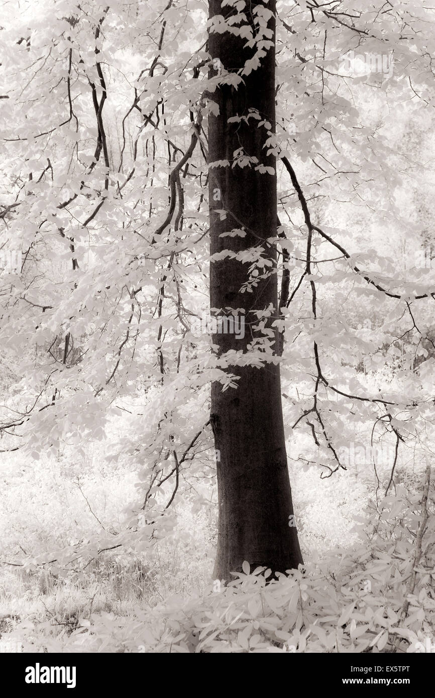 Schwarz / weiß Foto von Buche Baum Porträt im Frühjahr auf Cannock Chase AONB Area of Outstanding Natural Beauty Stockfoto