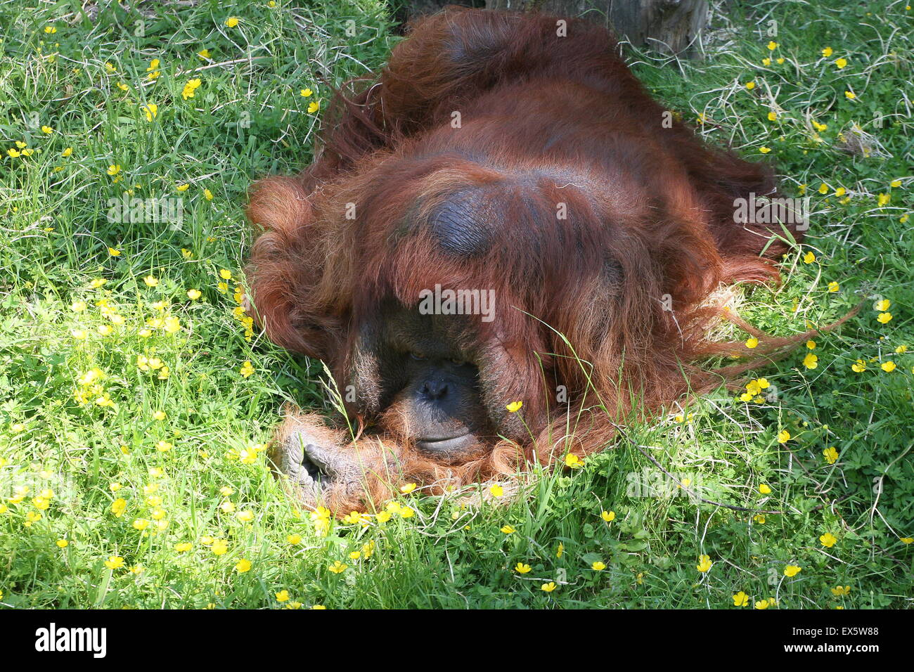 Ältere männliche Bornean Orang-Utans (Pongo Pygmaeus) dösen den Tag Weg in den Rasen im Sommer Stockfoto