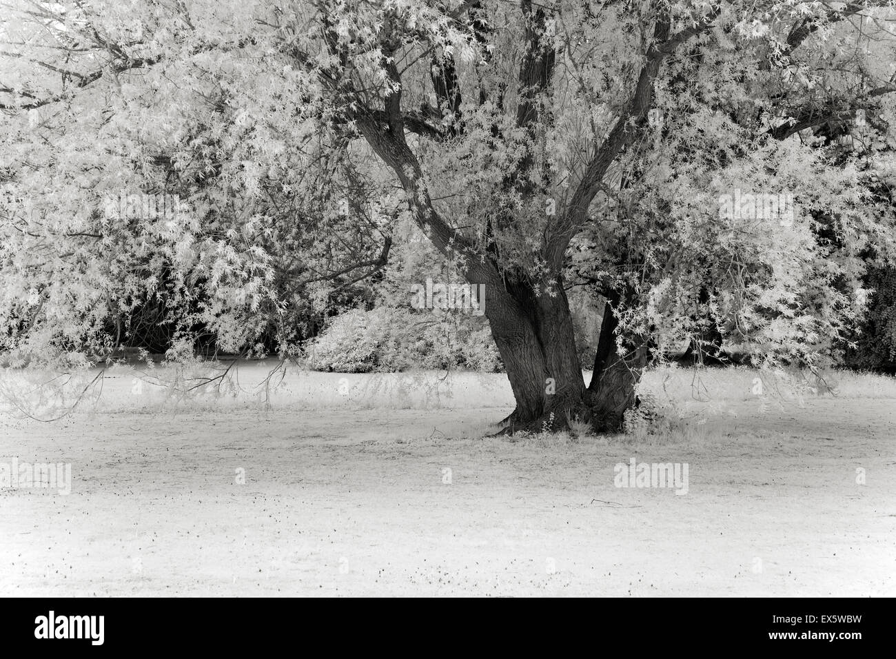 Schwarz / weiß Foto des englischen Parklandschaft Cannock Chase AONB Area of Outstanding Natural Beauty in Staffordshire England Un Stockfoto