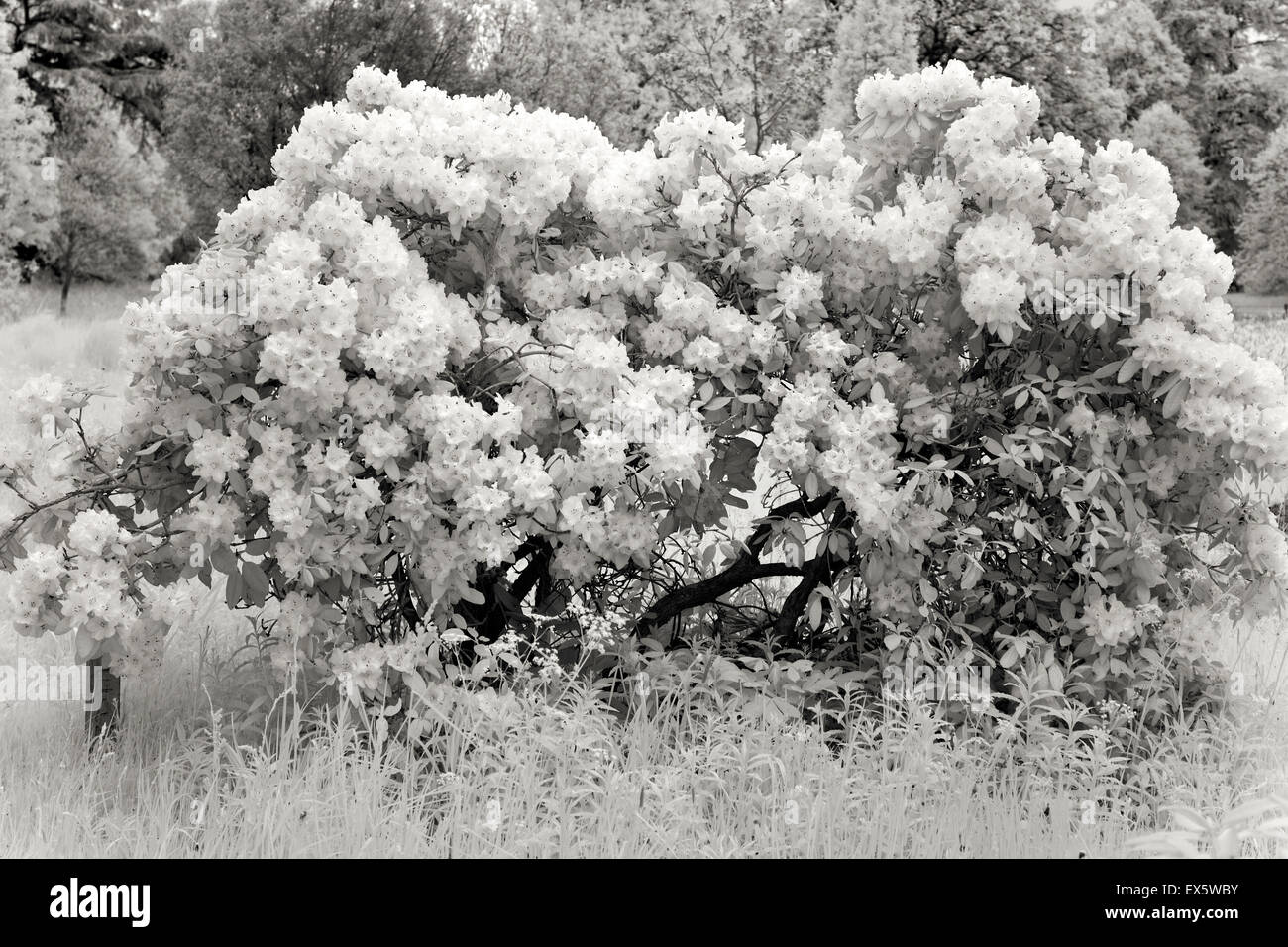 Schwarz / weiß Foto des englischen Parklandschaft Cannock Chase AONB Area of Outstanding Natural Beauty in Staffordshire England Stockfoto