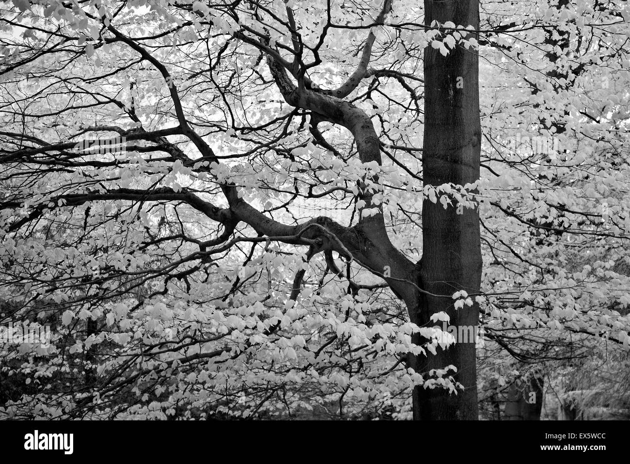 Schwarz / weiß Foto von ausgewachsenen Buche Baum im Frühjahr auf Cannock Chase AONB Area of Outstanding Natural Beauty Stockfoto
