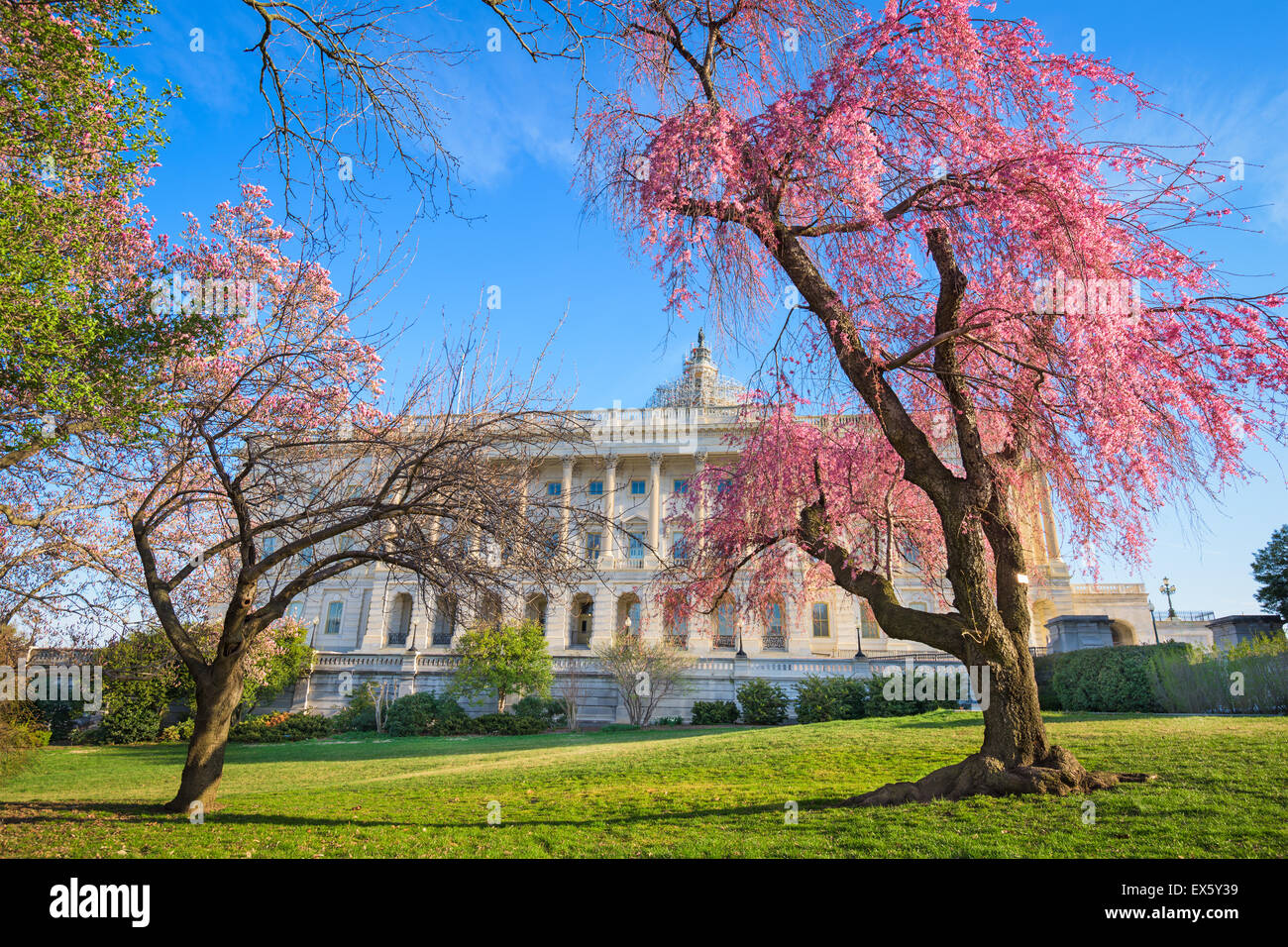 Washington DC am Kapitol Gebäude während der Frühjahrssaison. Stockfoto
