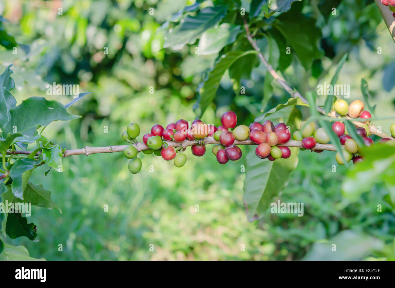 Kaffeebohnen auf Baum im Hof Stockfoto