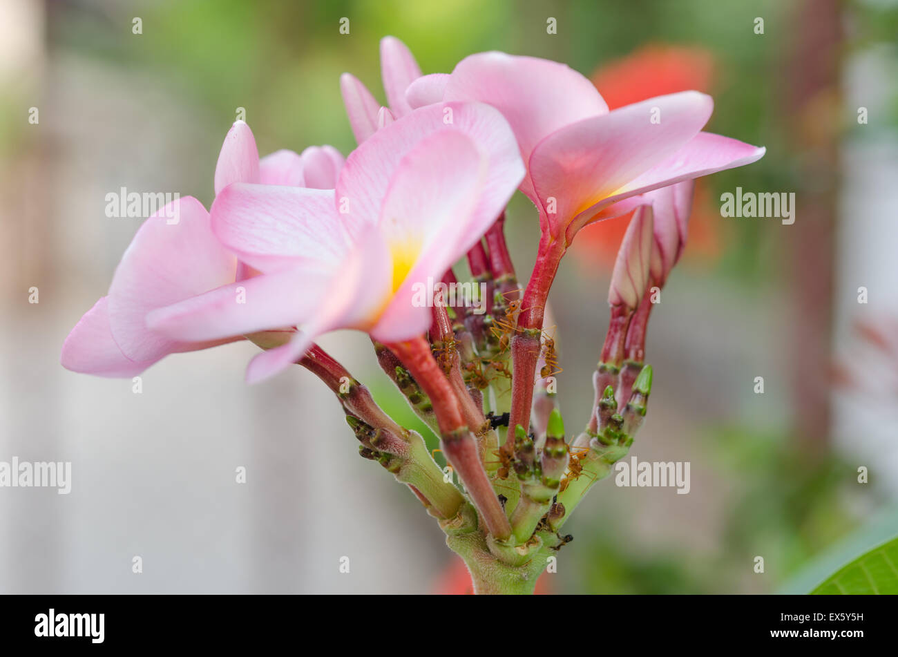 Rosa Frangipani, Frangipanni oder Plumeria tropische Blumen Stockfoto