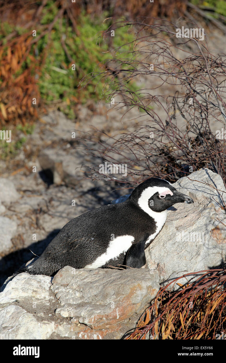Afrikanische Pinguin (Spheniscus Demersus) in Bettys Bay in der Nähe von Cape Town, Südafrika Stockfoto