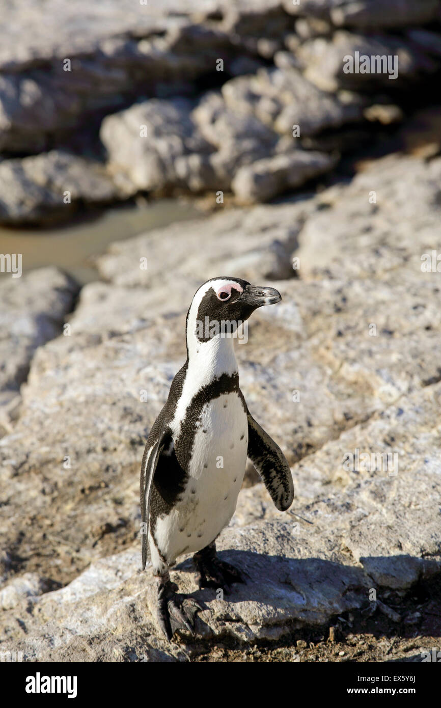 Afrikanische Pinguin (Spheniscus Demersus) in Bettys Bay in der Nähe von Cape Town, Südafrika Stockfoto