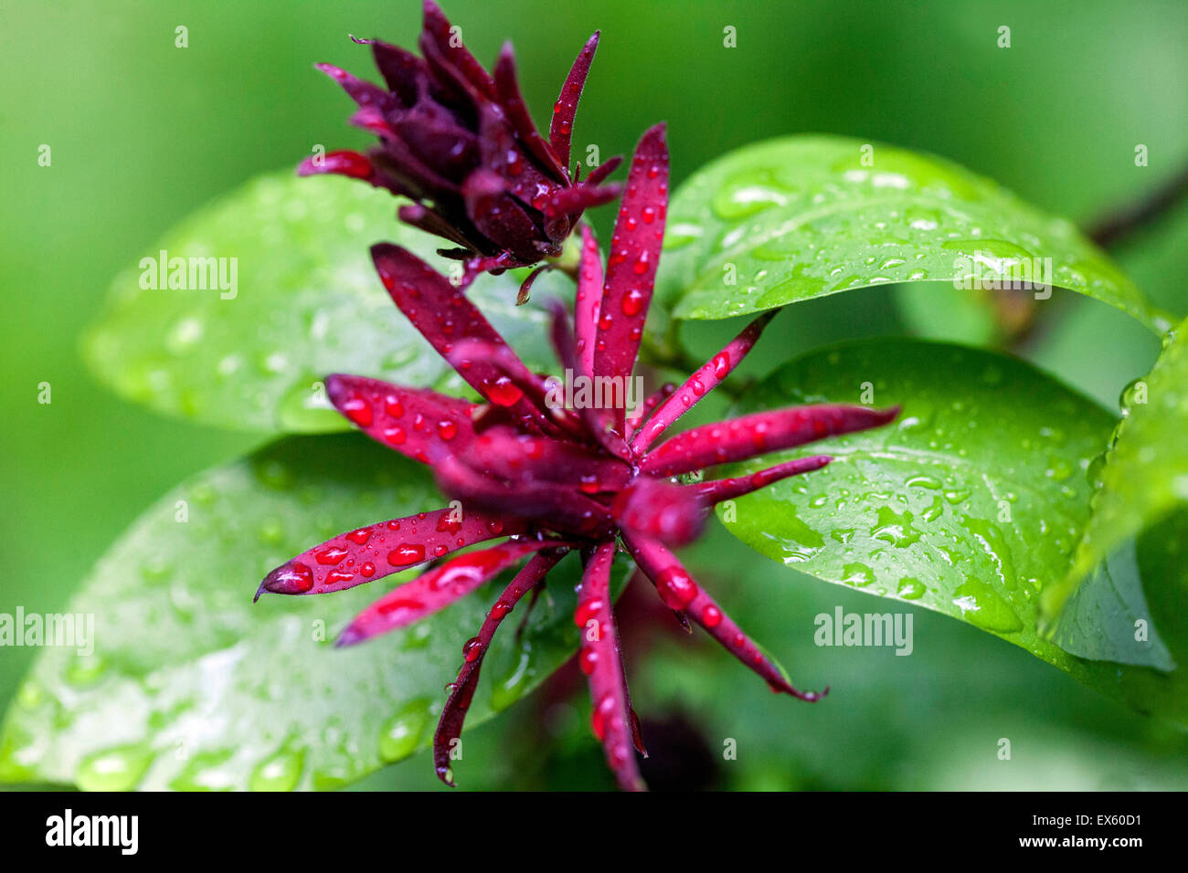 Carolina Sweetstrauch, Calycanthus floridus, Zweig mit Blumen. Regentropfen Stockfoto