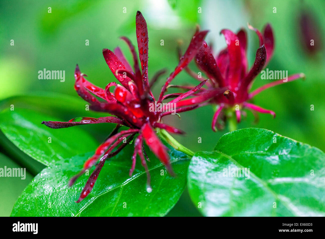 Carolina Sweetshrub, Calycanthus floridus, blühende Sträucher Stockfoto