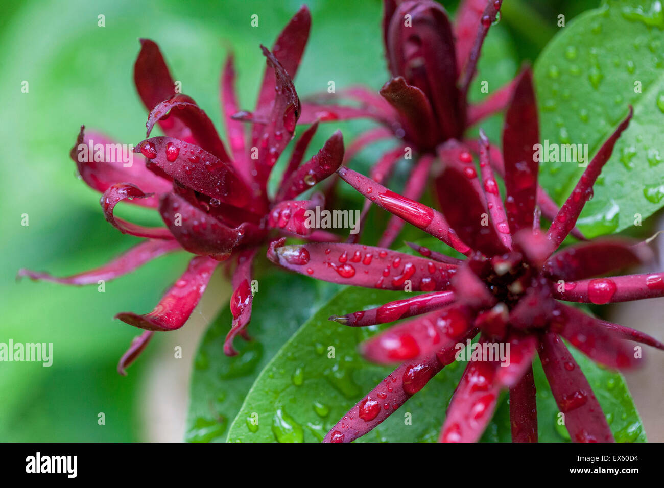 Carolina Sweetshrub, Caly Floridus, Zweig mit Blumen. Tschechische Republik Stockfoto