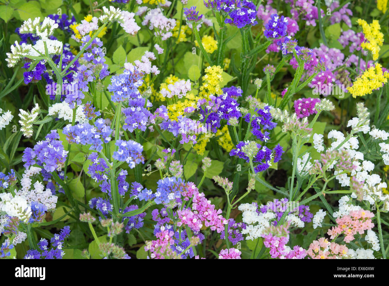 Bunte Blumen in einem schönen Garten Stockfoto