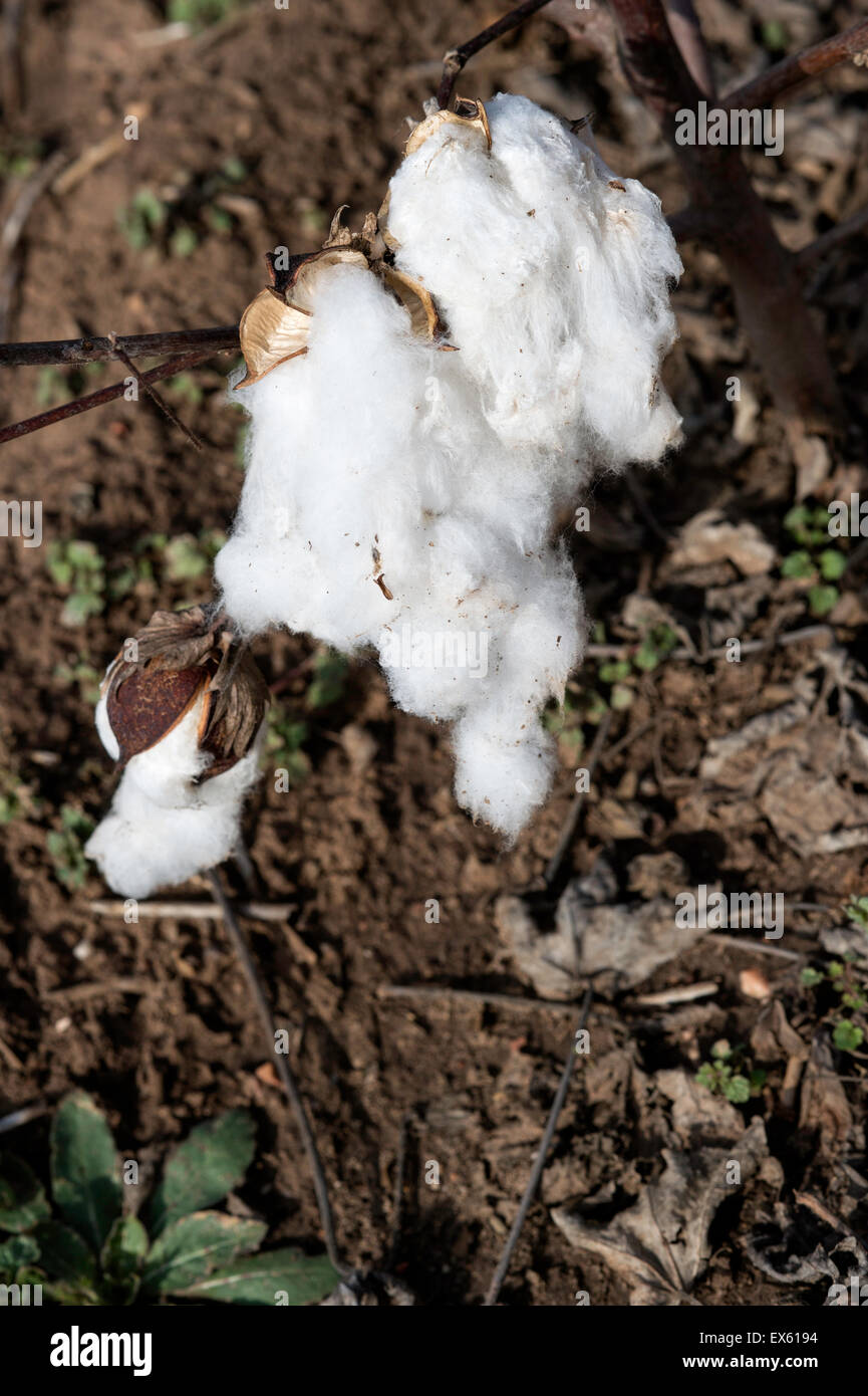 Angehende natürlicher Baumwolle auf einer Farm in West Texas nach der Ernte. Stockfoto